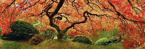 Tree of Zen 2M - Huge Mural Size - Oregon - Ash Wood Frame Panorama - Peter Lik