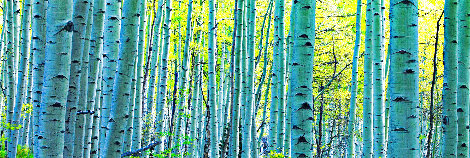 Endless Birches 1.5M - Huge -  Aspen, Colorado - Ash Wood Frame Panorama - Peter Lik