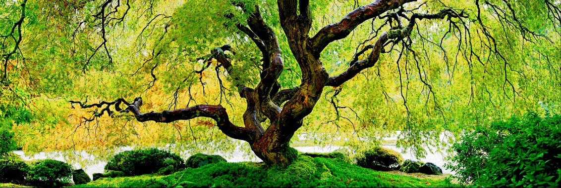 Tree of Serenity 1.5M - Huge - Oregon - Ash Wood Frame Panorama by Peter Lik