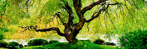 Tree of Serenity 1.5M - Huge - Oregon - Ash Wood Frame Panorama - Peter Lik