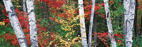 Woodland Mosaic 1.5M - Huge - Ash Wood Frame - New Hampshire Panorama - Peter Lik