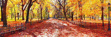 Central Park 1.5M - Huge - New York - NYC Panorama - Peter Lik