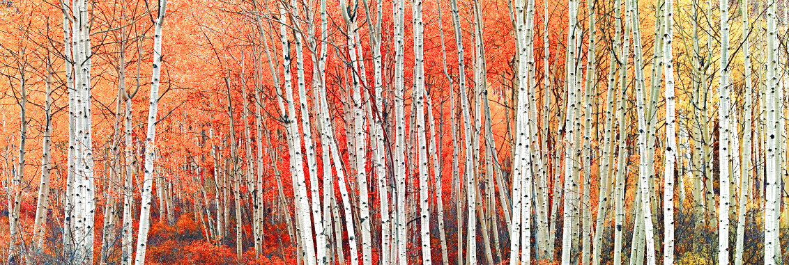 Harmony 1.5M - Huge - Aspen, Colorado Panorama by Peter Lik