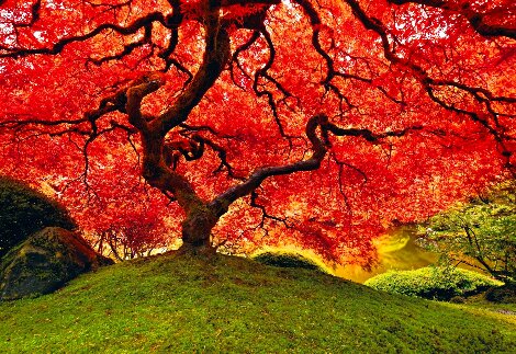 Tree of Life 1M - Cigar Leaf Frame - Oregon Panorama - Peter Lik