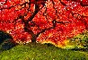 Tree of Life 1M - Cigar Leaf Frame - Oregon Panorama by Peter Lik - 0