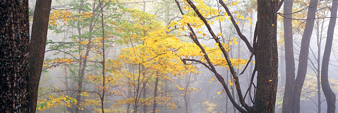 Lost Forest 1.5m - Huge - Mammoth Cave Np, Kentucky - Ash Wood Frame Panorama by Peter Lik