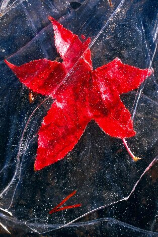 Arctic Petal - Ash Wood Frame - Salmon River, Idaho Panorama - Peter Lik