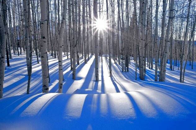 Sunlit Birches 1.5M - Huge - Telluride, Colorado Panorama by Peter Lik