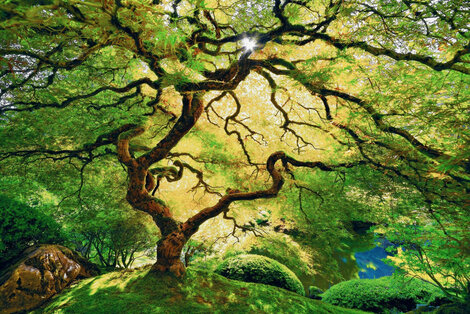 Inner Peace 1M - Portland, Oregon Panorama - Peter Lik