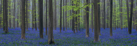 Fascination 2M - Huge Mural Size - Ash Wood Frame - Belgium Panorama - Peter Lik