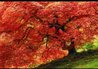 Enchantment 1M - Cigar Leaf Frame - Portland, Oregon Panorama by Peter Lik - 2