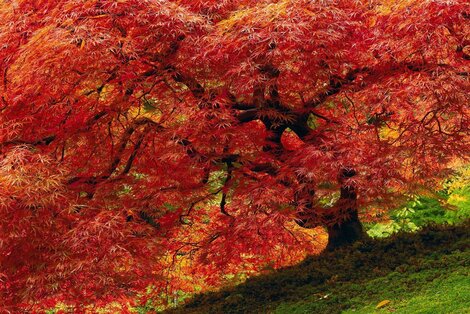 Enchantment 1M - Cigar Leaf Frame - Portland, Oregon Panorama - Peter Lik