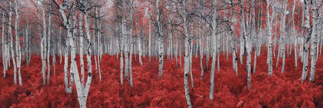 Rouge 2.4M - Really Huge Mural Size - Ash Wood Frame - Deer Valley, Utah Panorama - Peter Lik