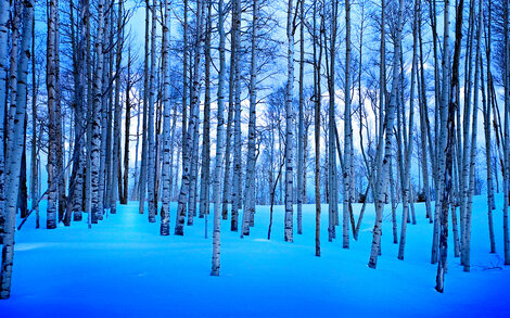 Moonlit Birches 1M  - Telluride, Colorado Panorama - Peter Lik