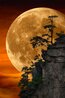 Moonlit Dreams 1M - Recess Mount - Zhangjiajie National Forest, China Panorama by Peter Lik - 0