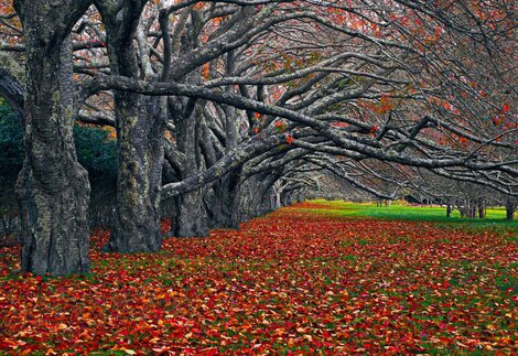 Enchanted - Ash Wood Frame - East Hampton, New York Panorama - Peter Lik