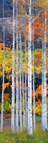 Guardians of the Forest 2M - Huge Mural Size - Recess Mount - Aspen, Colorado Panorama - Peter Lik