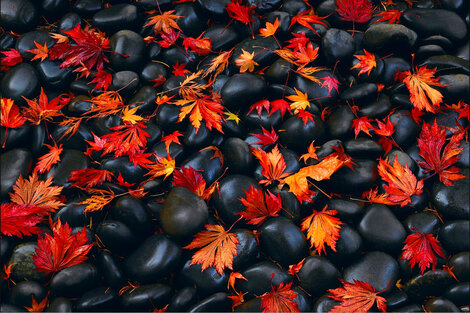 Autumn Moods 2M - Huge Mural Size - Recess Mount - Portland, Oregon Panorama - Peter Lik