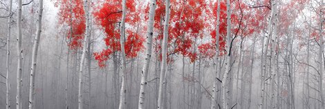 Scarlet Moods 1.5M - Huge - Recess Mount - Deer Valley, Utah Panorama - Peter Lik