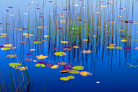 Lilies of the Pond 1M - Recess Mount - Maine Panorama - Peter Lik
