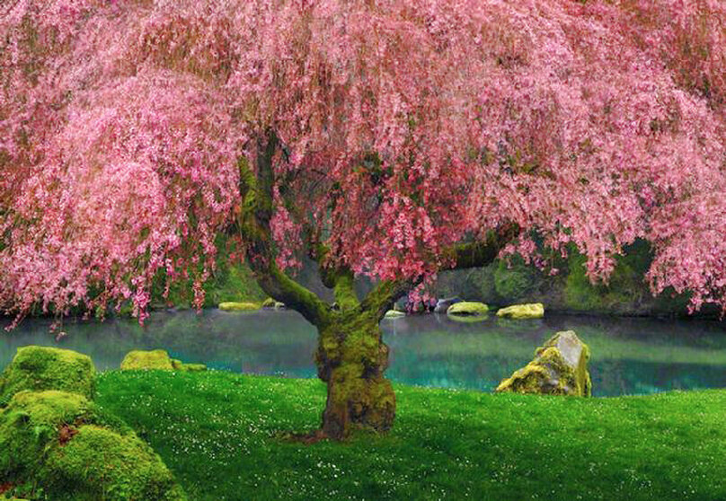 Peter Lik Art For Sale, Wanted