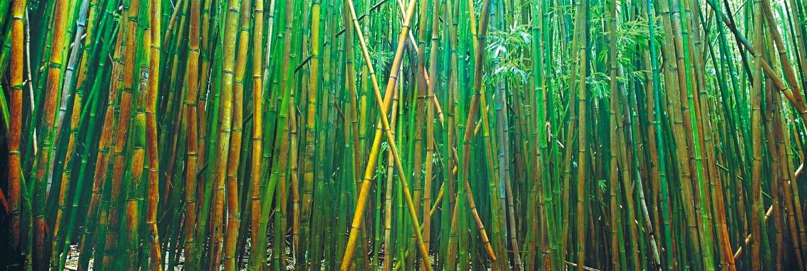 Bamboo 1.5M - Huge - Pipiwai Trail, Hana, Hawaii Panorama by Peter Lik
