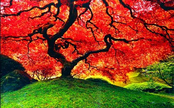 Tree of Life (Oregon) 1.5M Huge Panorama - Peter Lik Tree of Life (Oregon) 1.5M Huge Panorama - Peter Lik