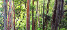 Painted Forest Panorama by Peter Lik - 0 Painted Forest Panorama by Peter Lik - 0
