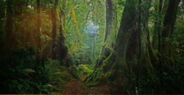 Ancient Rainforest (very small edition 100) Panorama - Peter Lik