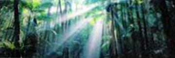 Enchanted Forest (Fraser Island, Queensland) Panorama - Peter Lik Enchanted Forest (Fraser Island, Queensland) Panorama - Peter Lik