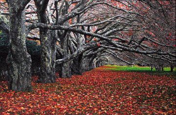 Enchanted (East Hampton, New York) Panorama - Peter Lik Enchanted (East Hampton, New York) Panorama - Peter Lik