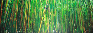 Bamboo (Pipiwai Trail, Hana, Maui Hawaii) 2M Super Huge Panorama - Peter Lik Bamboo (Pipiwai Trail, Hana, Maui Hawaii) 2M Super Huge Panorama - Peter Lik