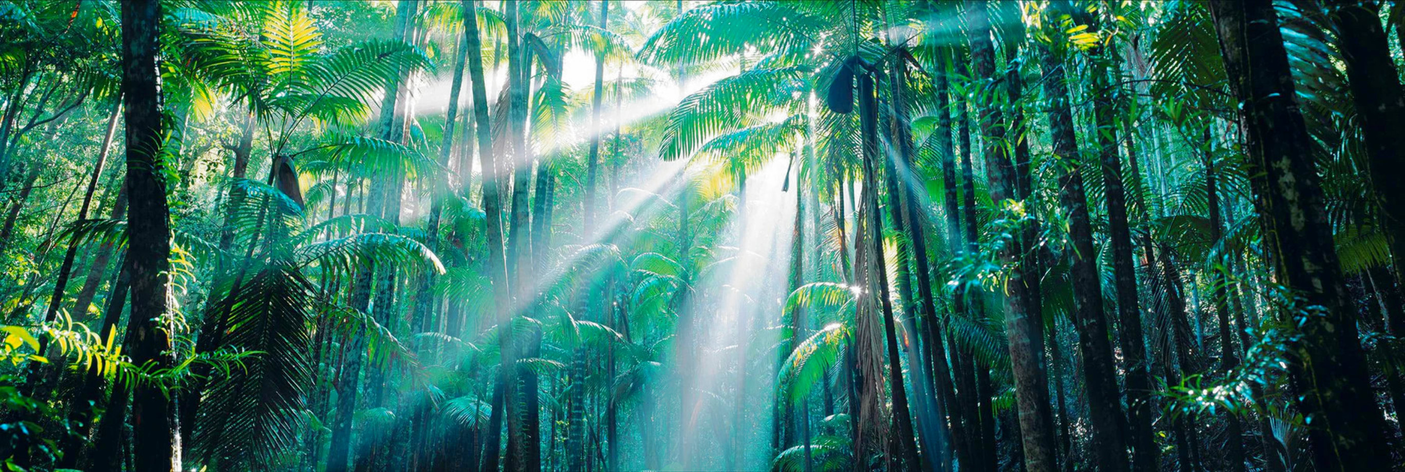 Enchanted Forest (Fraser Island, Queensland) Australia 2M Super Huge Panorama by Peter Lik Enchanted Forest (Fraser Island, Queensland) Australia 2M Super Huge Panorama by Peter Lik