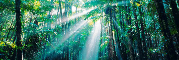 Enchanted Forest (Fraser Island, Queensland) Australia Panorama - Peter Lik Enchanted Forest (Fraser Island, Queensland) Australia Panorama - Peter Lik