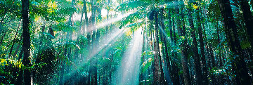 Enchanted Forest (Fraser Island, Queensland) Australia 2M Huge Panorama - Peter Lik