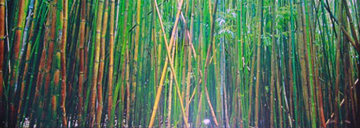 Bamboo (Pipiwai Trail, Hana, Hawaii) Panorama - Peter Lik Bamboo (Pipiwai Trail, Hana, Hawaii) Panorama - Peter Lik