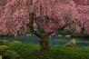 Tree of Dreams AP (Washington State) Panorama by Peter Lik - 0 Tree of Dreams AP (Washington State) Panorama by Peter Lik - 0