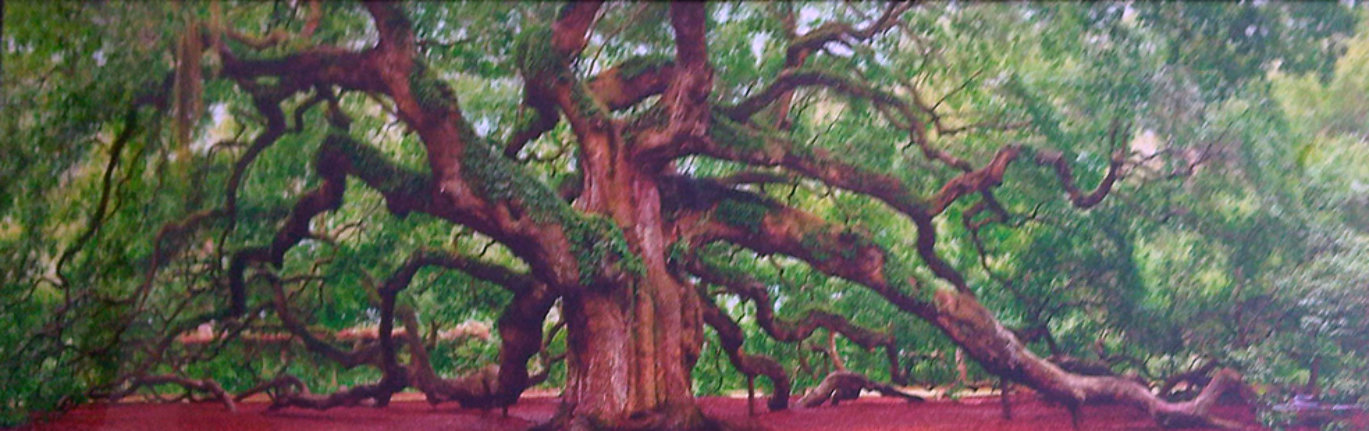 Tree of Hope by Peter Lik