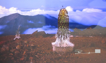 Haleakala Silver Sword, Maui, Hawaii Panorama - Peter Lik Haleakala Silver Sword, Maui, Hawaii Panorama - Peter Lik