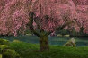 Tree of Dreams 1M -  Huge - Washington Panorama by Peter Lik - 1