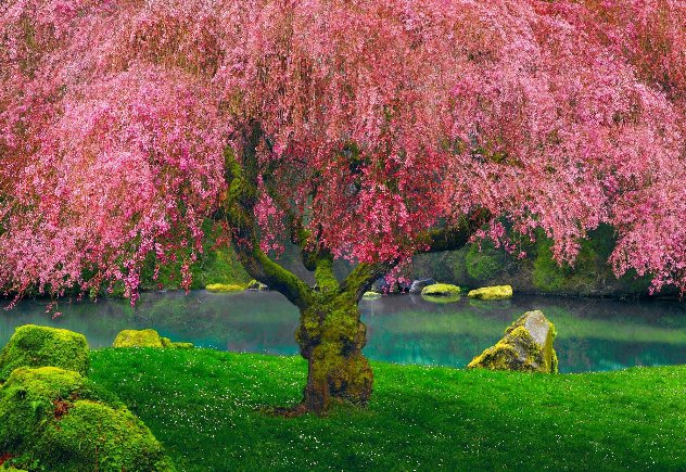 Tree of Dreams 1M  - Washington - Olive Wood Frame Panorama by Peter Lik