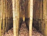 Endless Forest 1M - Boardman, Oregon Panorama by Peter Lik - 2