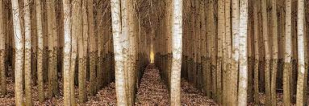 Endless Forest (Boardman, Oregon) Panorama by Peter Lik