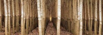 Endless Forest (Boardman, Oregon) Panorama - Peter Lik Endless Forest (Boardman, Oregon) Panorama - Peter Lik