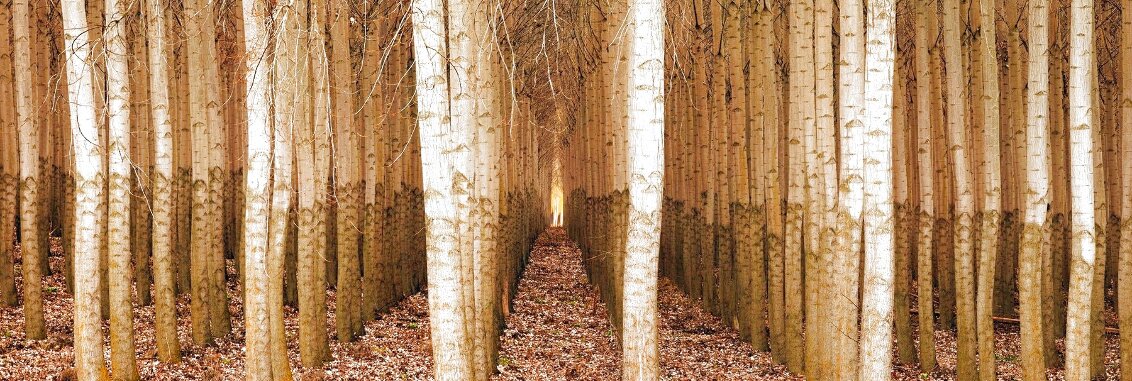 Endless Forest 1M - Boardman, Oregon Panorama by Peter Lik