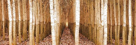 Endless Forest 1M - Boardman, Oregon Panorama - Peter Lik