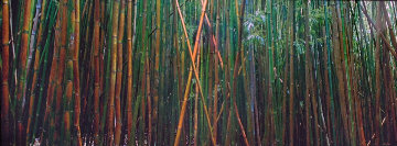 Bamboo (Pipiwai Trail, Hana, Hawaii) Panorama - Peter Lik Bamboo (Pipiwai Trail, Hana, Hawaii) Panorama - Peter Lik