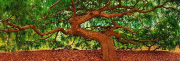 Spirit of Wisdom 1.5 M Huge Panorama - Peter Lik Spirit of Wisdom 1.5 M Huge Panorama - Peter Lik