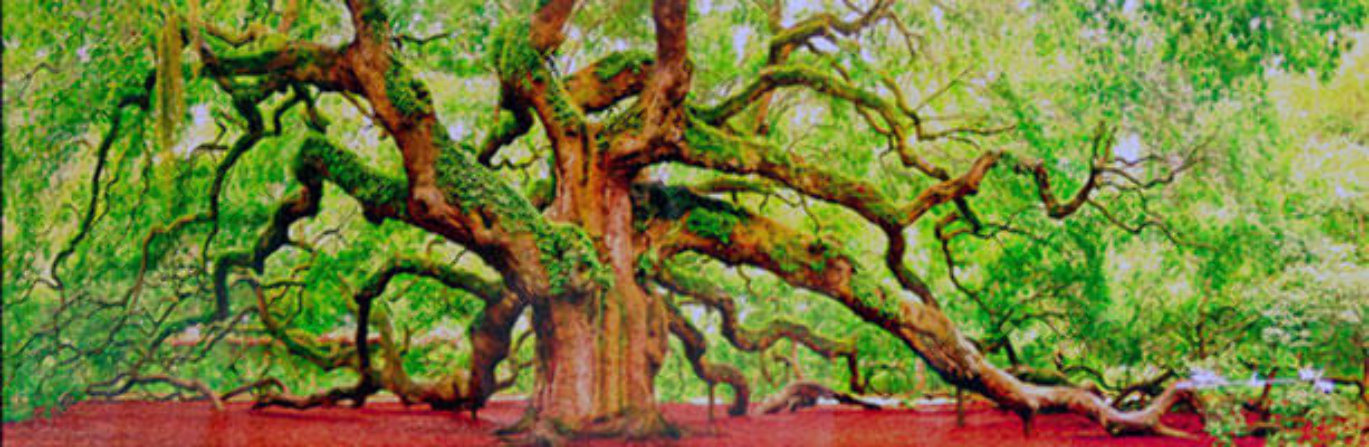 Tree of Hope Panorama by Peter Lik Tree of Hope Panorama by Peter Lik