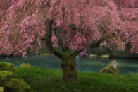 Tree of Dreams (Washington State) 1.5M Huge Panorama by Peter Lik - 0 Tree of Dreams (Washington State) 1.5M Huge Panorama by Peter Lik - 0